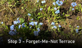 Stop 3 - Forget Me Not Terrace