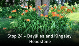 Stop 24 - Daylilies and Kingsley Headstone