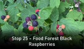Stop 25 - Food Forest Black Raspberries